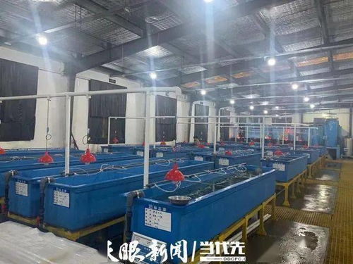 海蝦也能在大山中生長 這個 工廠化循環水養殖系統 ,讓養殖插上翅膀
